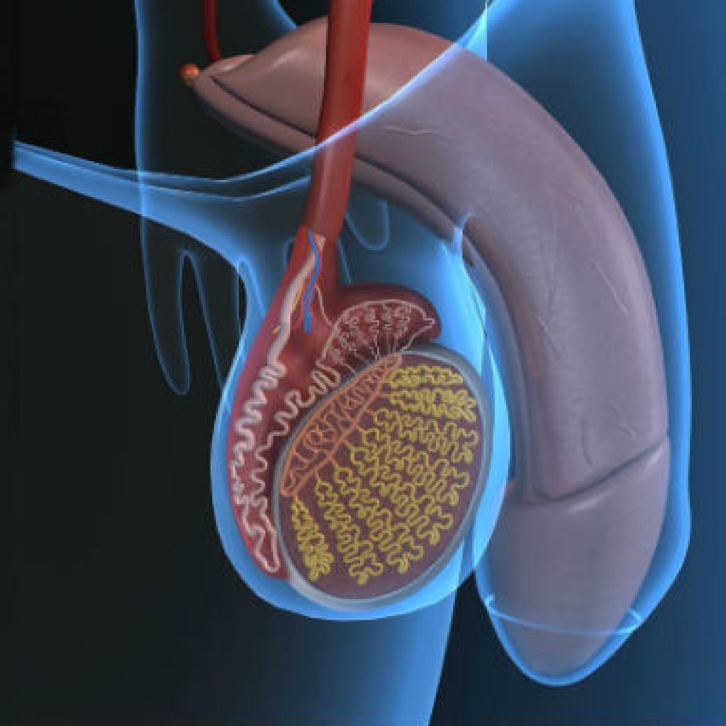 La importancia de tratar y conocer las enfermedades urológicas 7 cirugia para aumentar el pene en Tijuana