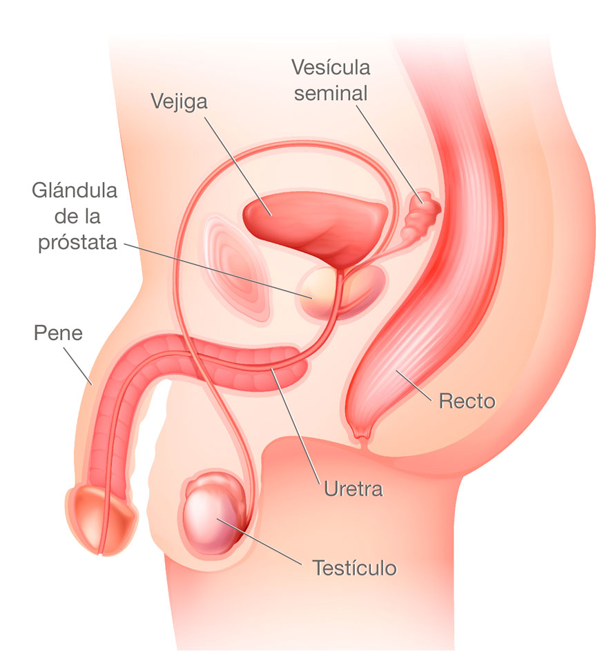 prostata 3)