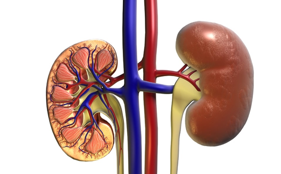 Principales factores de riesgo para del cáncer de riñón. Parte I