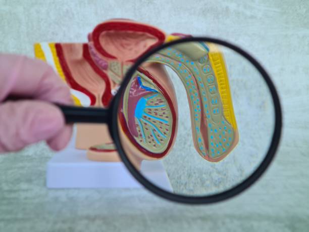 engrosamiento de pene