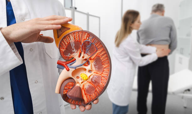 Urólogo consulta para hombres y mujeres: Diferencias, mitos y realidades 1 médico mostrando un riñón