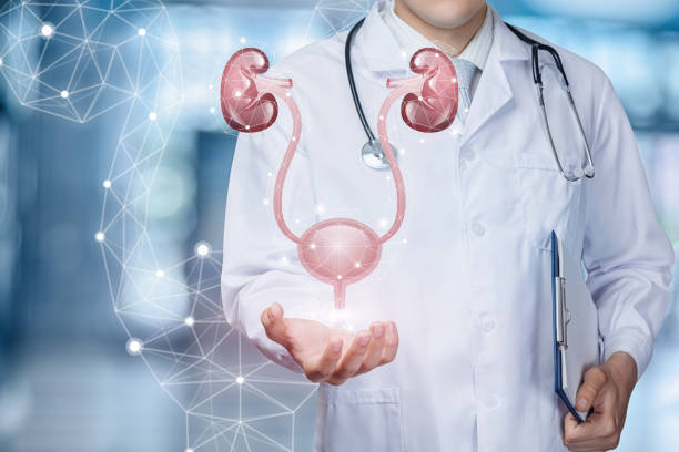 un médico mostrando las vías urinarias