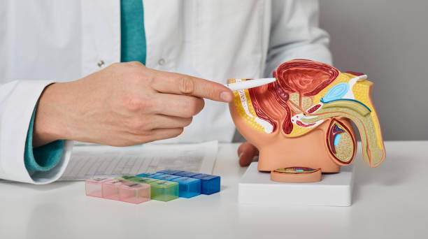 ¿Es común sentir vergüenza antes de consultar al urólogo? 2 médico mostrando diagrama de vías urinarias
