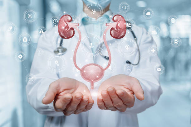 médico mostrando diagrama de riñones