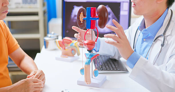 médico mostrando diagrama de riñones