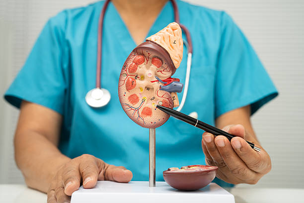 médico mostrando diagrama de riñón