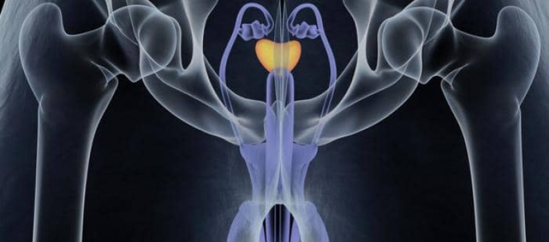 La próstata y algunos datos importantes sobre este órgano